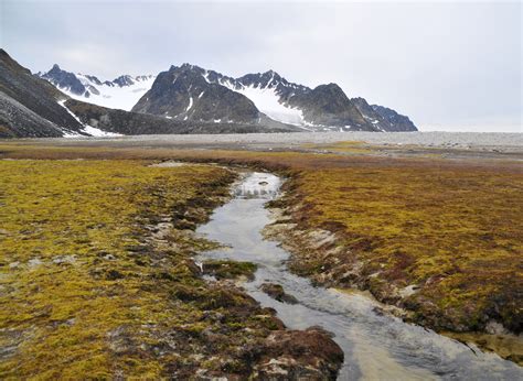 What to Pack for the Arctic Tundra | USA Today