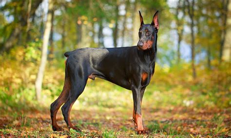 What Was A Doberman Bred For