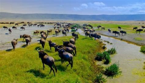 Ngorongoro conservation area-Tanzania | Tanzania Wildlife Safari | Tours