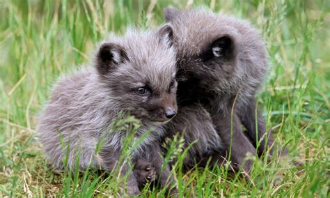 Five adorable Arctic fox cubs born - Talker