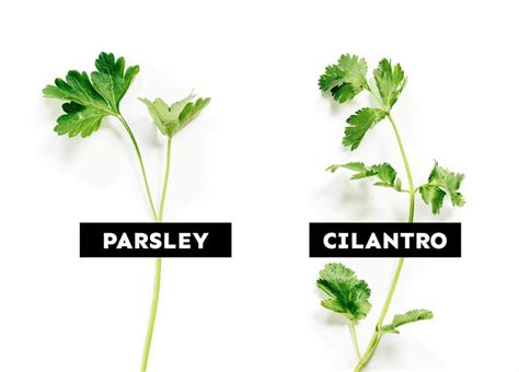 What Is Cilantro? And What Does It Taste Like? | Live Eat Learn