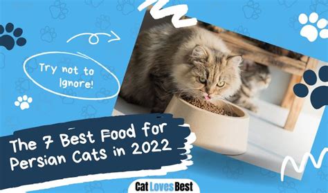 The 7 Best Food for Persian Cats in 2023 | Reviews & Top Picks