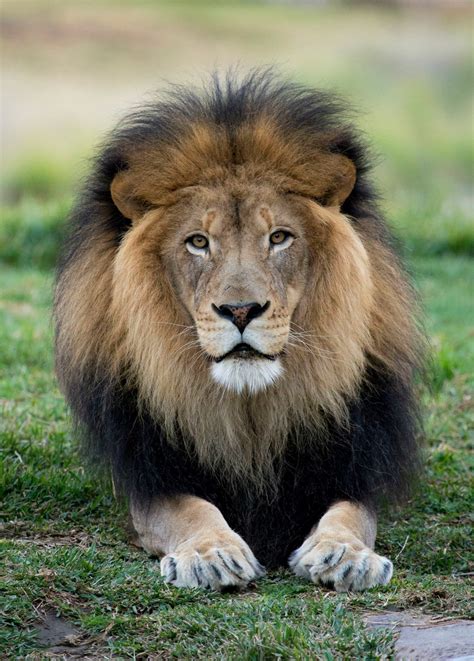 Facebook | San diego zoo safari park, Male lion, Lion pictures