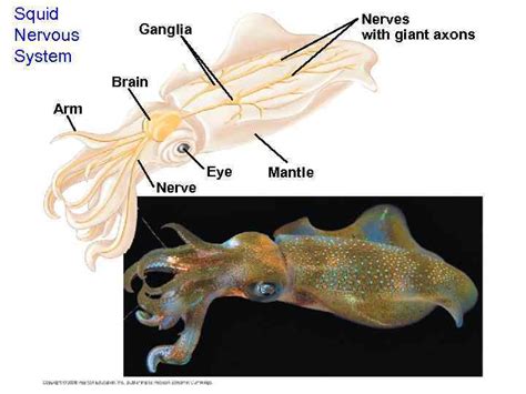 Chapter 48 Neurons Synapses and Signaling Power Point