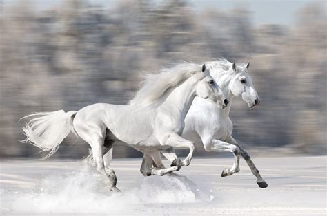 Central Wallpaper White Horses Hd Wallpapers