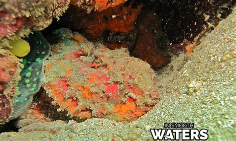 Fish That Camouflage: 10 Mesmerizing Masters Of Disguise