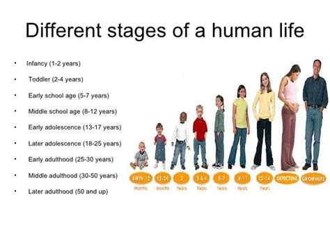 Human Life Cycle Stages For Kids