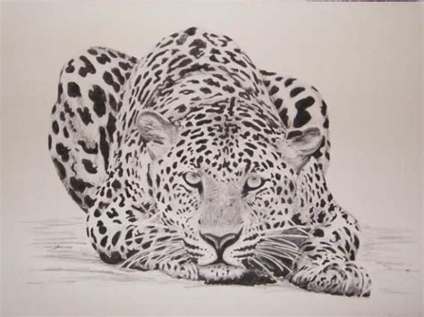 Image detail for -Charcoal Drawings of African Animals - Johannesburg ...