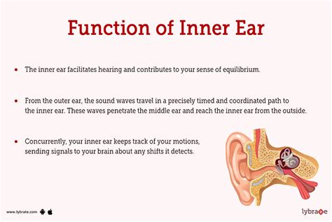 Inner ear (Human Anatomy): Image, Functions, Diseases and Treatments