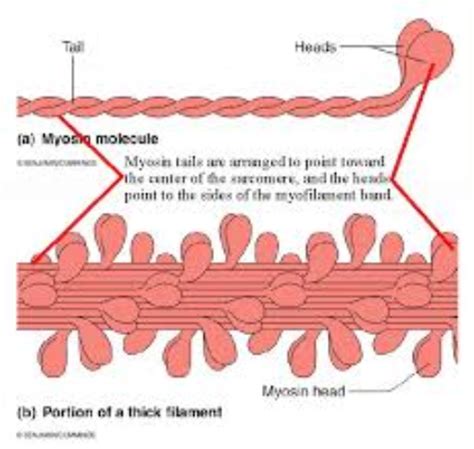 "My Life as a Myosin Fiber" - Free Books & Children's Stories Online ...