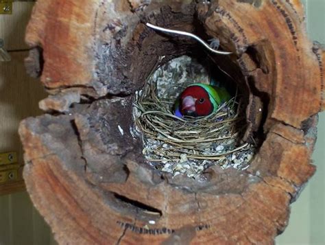 50 best images about Gouldian Finch on Pinterest | Beautiful, Nests and ...