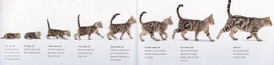 Cat growth and development chart | Cat ages, Kitten growth chart ...