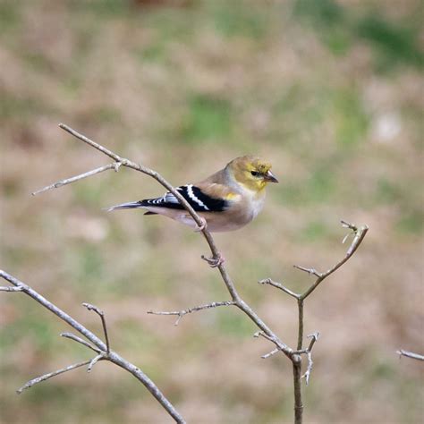 American Goldfinch - FeederWatch