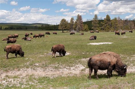 Bison in Yellowstone | Dan & Sherree & Patrick