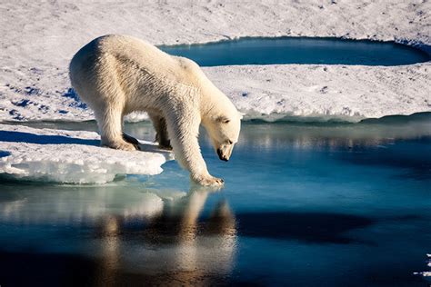 Polar bears across the Arctic face shorter sea ice season – Climate ...