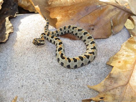 Western Pygmy Rattlesnake (Sistrurus miliarius) - Psychotic Nature