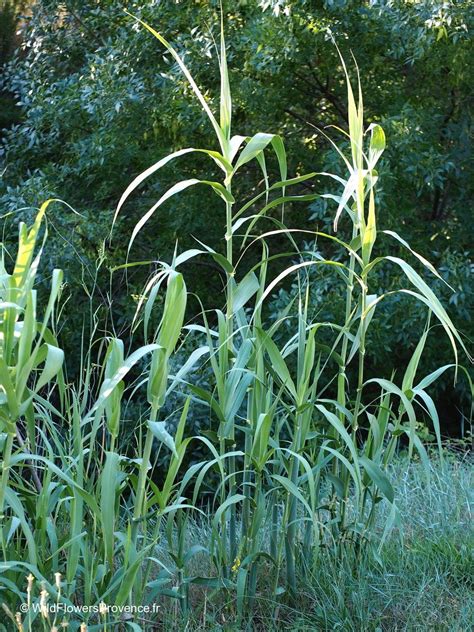 Arundo donax - wild in Provence