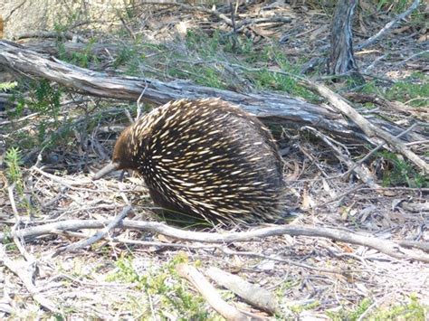 Echidna-egg laying mammal-500th post! - 10,000 Birds