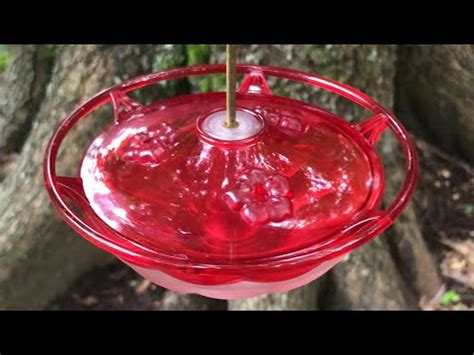 LIVE Hummingbird Feeder Cam - YouTube