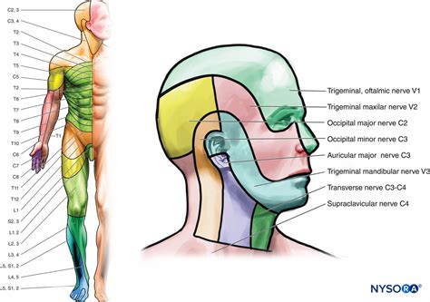 Cervical Myotomes Chart