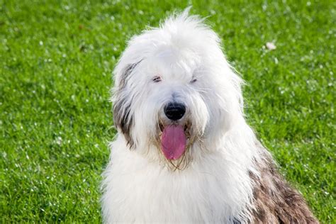 Old English Sheepdog