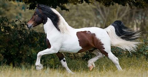 Barock Pinto horse | beautiful & eye-catching horse breed