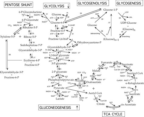 REVEERSIBLE & REGULATED STEPS OF GLUCOSE METABOLISM