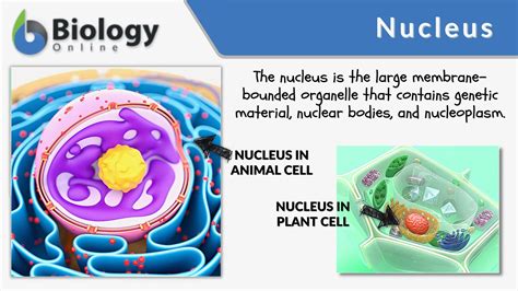 Function Of Nucleus With Diagrams 18+ The Largest Organelle