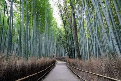 รีวิว Arashiyama Bamboo Grove - เที่ยวสวนป่าไผ่ แหล่งท่องเที่ยวสุดฮิต