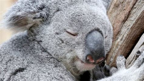 Koalas Sleeping