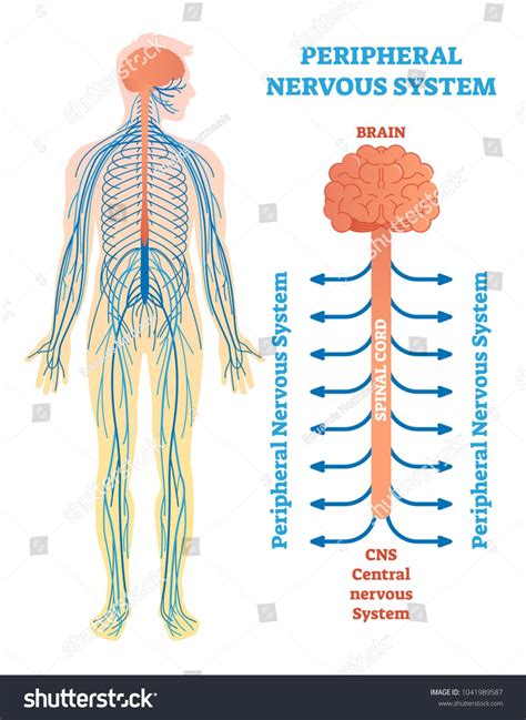 Peripheral nervous system, medical vector illustration diagram with ...