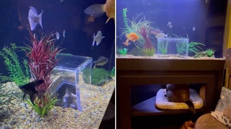 Cat Has Very Own Custom Fish Tank with Inside Viewing Box - Nerdist