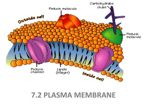 STRUCTURE of PLASMA MEMBRANE