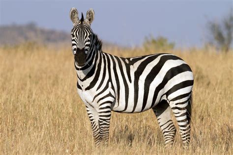 Zebra Facts | Live Science