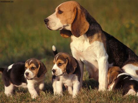 Beagle - Puppies, Rescue, Pictures, Information, Temperament ...