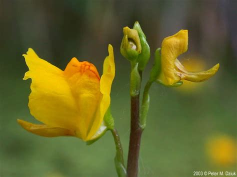 Utricularia vulgaris (Common Bladderwort): Minnesota Wildflowers