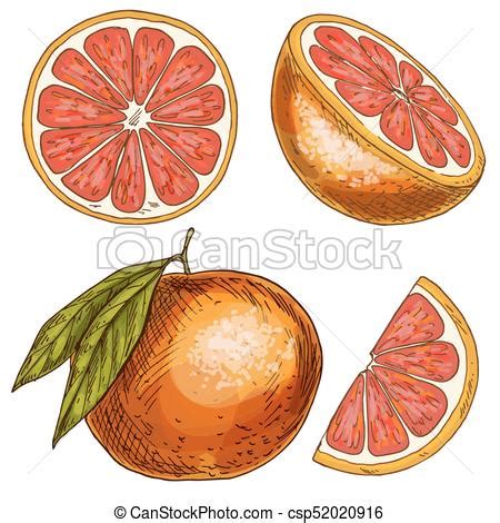 Grapefruit Drawing at PaintingValley.com | Explore collection of ...