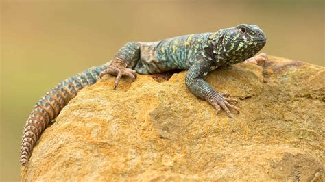 Uromastyx (Spiny-Tailed Lizard) Pictures - AZ Animals