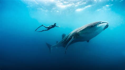 Where is the Best Place to Swim with Whale Sharks? | Jacada Travel