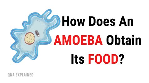 How Does An Amoeba Capture Food