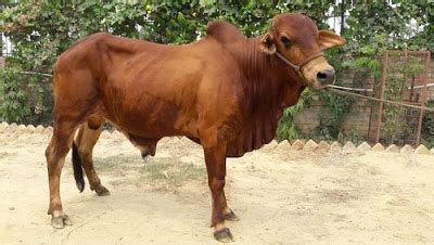 Red Sindhi Cow Origin, Facts, Weight, Height, Milk Production