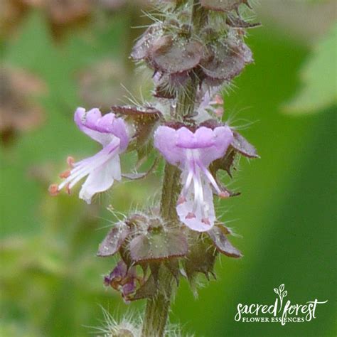 Holy Basil Flower Essence — Grandparents of the Forest