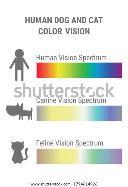 Are All Cats And Dogs Color Blind