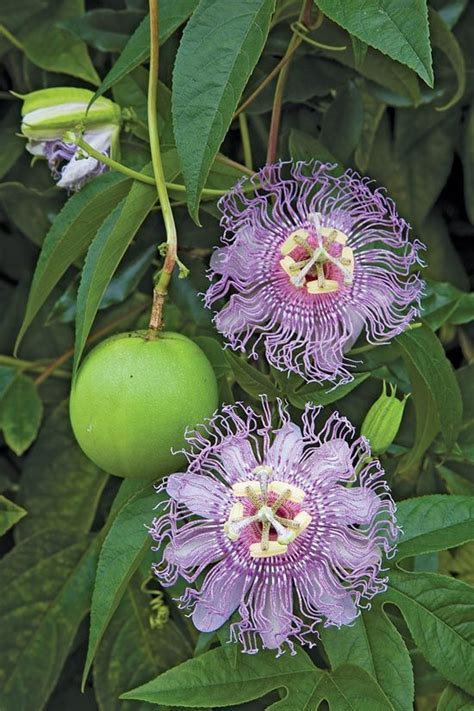 Two Men and a Little Farm: PASSION FLOWER, MAYPOP, APRICOT VINE ...