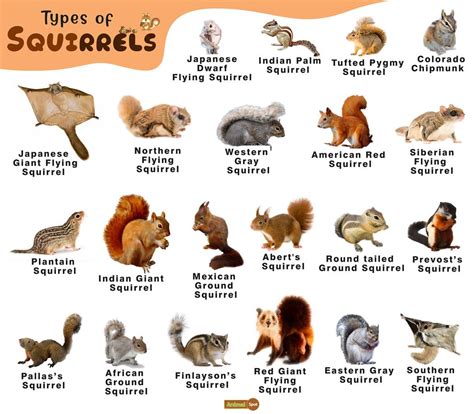 Squirrel Facts, Types, Diet, Lifespan, Habitat, Behavior in 2022 ...