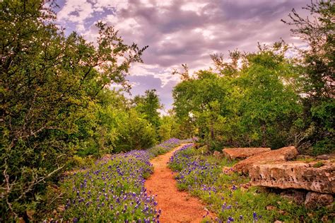 Discover the Best Wildflowers in the Texas Hill Country in Dripping ...