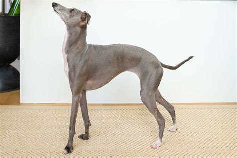 Italian Greyhound: Dog Breed Characteristics & Care