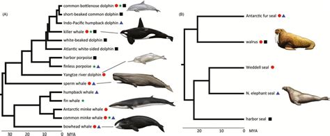 Phylogenetic tree showing current genomic resources available for (A ...