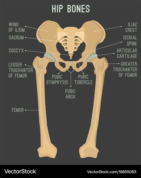 Hip Bone Chart