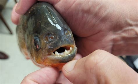 Piranha discovered in lake prompts fears of more beneath the surface ...